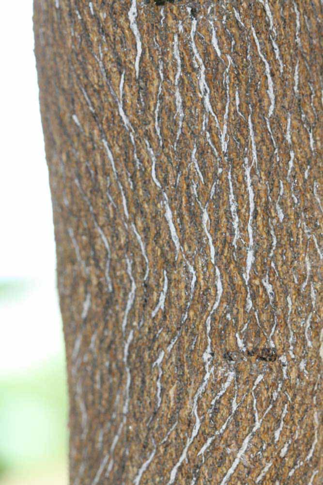              Bark (Riverside, CA)       